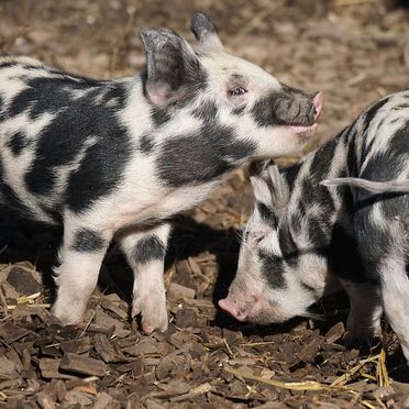 Babyschweine spielen