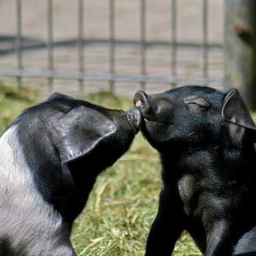 Babyschweine küssen